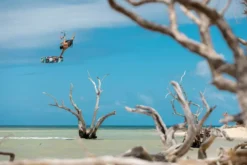 Duotone Tubekite Evo SLS C0:dark-grey 2023 19 Duotone Tubekite Evo SLS C0:dark-grey 2023 -Günstiges Board Neo Geschäft DTK Duotone Evo SLS JaimeSLS RenoRomeu NewCaledonia 2023 TobyBromwich 8791 20 jpg